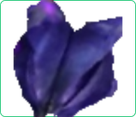 Heart-Shaped Herb